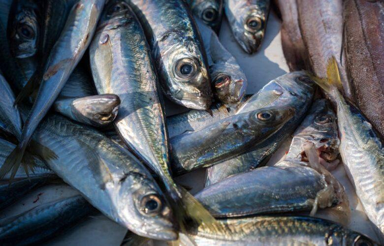 découvrez le maquereau, un poisson riche en saveurs et en nutriments. apprenez tout sur ses bienfaits pour la santé, ses recettes délicieuses et son rôle dans une alimentation équilibrée.
