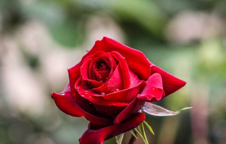 découvrez l'univers fascinant de la rose, symbole d'amour et de beauté. plongez dans ses variétés, ses significations et son utilisation en jardinage, décoration et parfumerie.