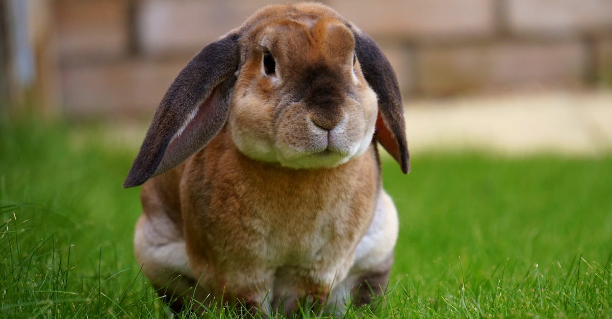 découvrez rabbit jelly, une délicieuse confiture artisanale à base de fruits, parfaite pour accompagner vos petits-déjeuners ou vos goûters. savourez une explosion de saveurs naturelles dans chaque pot, idéal pour les gourmands en quête de nouveauté.