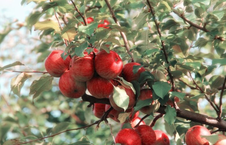 découvrez les différentes saisons de l'année et comment elles influencent notre quotidien. explorez les merveilles de chaque saison, des couleurs éclatantes de l'automne aux doux rayons du printemps, et apprenez à profiter pleinement de chaque moment.