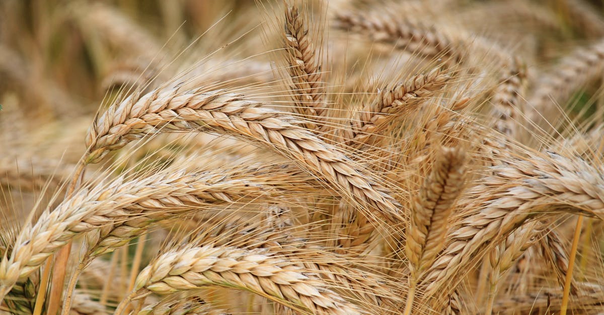 découvrez un monde de saveurs avec notre sélection de céréales nutritives et délicieuses. que vous cherchiez un petit déjeuner rapide ou une collation équilibrée, nos céréales vous offrent une variété d'options saines pour bien commencer la journée.