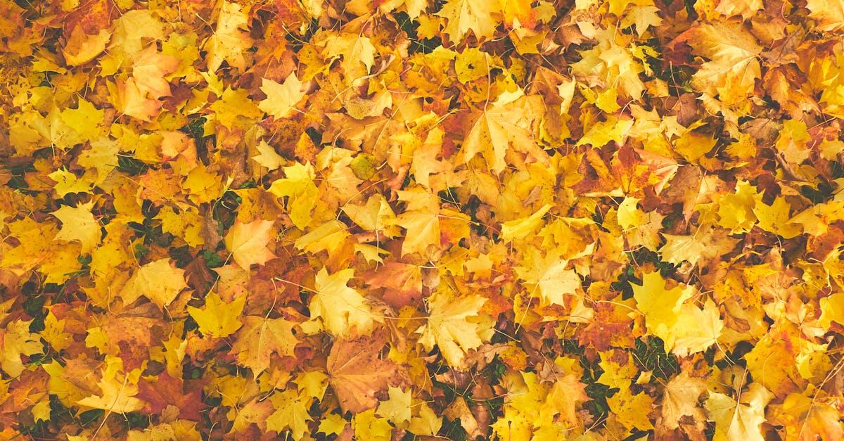 découvrez les merveilles de chaque saison à travers des paysages époustouflants, des activités saisonnières et des traditions culturelles qui captivent les sens et éveillent l'esprit. plongez dans l'esprit de la saison et vivez des moments inoubliables.