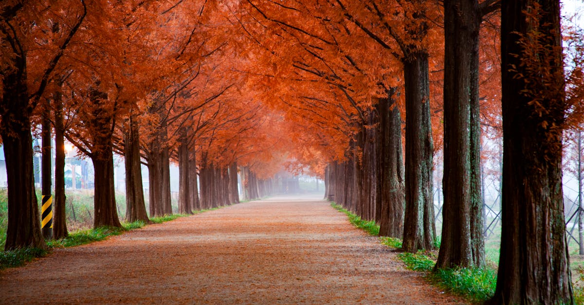 découvrez les merveilles de chaque saison : des fleurs printanières aux couleurs d'automne, en passant par l'été ensoleillé et les hivers enneigés. explorez nos conseils, idées et inspirations pour profiter pleinement de chaque période de l'année.
