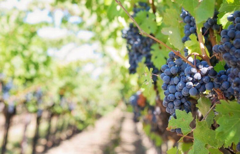 découvrez l'univers des baies : un choix délicieux et nutritif pour vos recettes. explorez les bienfaits des petites merveilles comme les myrtilles, framboises, et fraises, et apprenez à les intégrer dans votre alimentation quotidienne !
