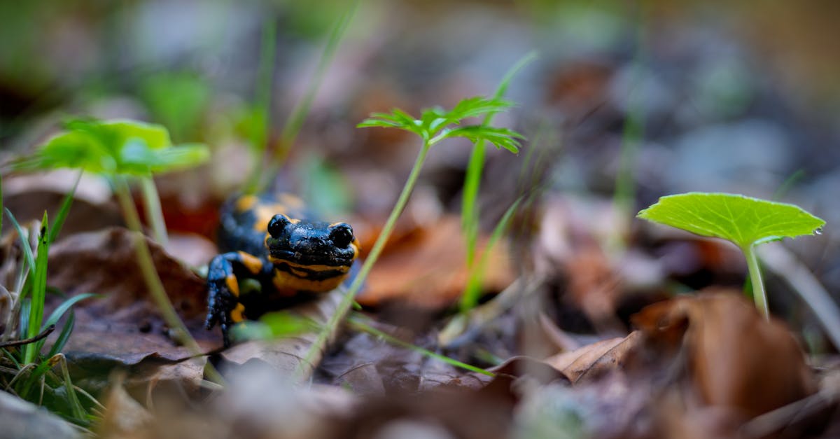 découvrez l'univers fascinant des salamandres, ces créatures amphibies aux couleurs vives et aux comportements intrigants. explorez leur habitat naturel, leur cycle de vie et leur rôle essentiel dans l'écosystème. apprenez-en plus sur leur protection et les menaces qui pèsent sur ces animaux uniques.