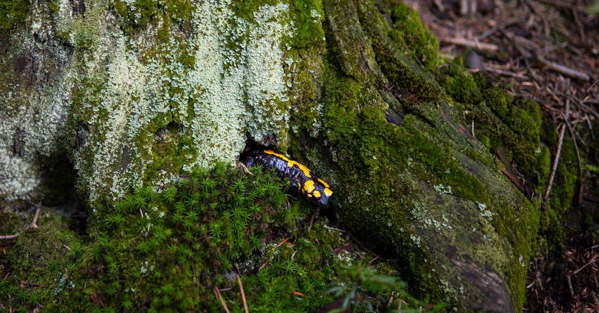 découvrez l'univers fascinant des salamandres, ces amphibiens mystérieux et colorés. apprenez tout sur leur habitat, leur comportement et leur rôle écologique, tout en explorant les différentes espèces qui peuplent notre planète.