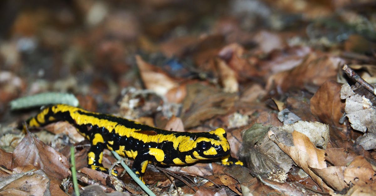 découvrez l'univers fascinant des salamandres, ces amphibiens colorés et mystérieux. explorez leurs habitats, comportements et particularités uniques qui les rendent si captivantes. plongez dans le monde des salamandres et apprenez-en davantage sur leur écologie et leur survie !