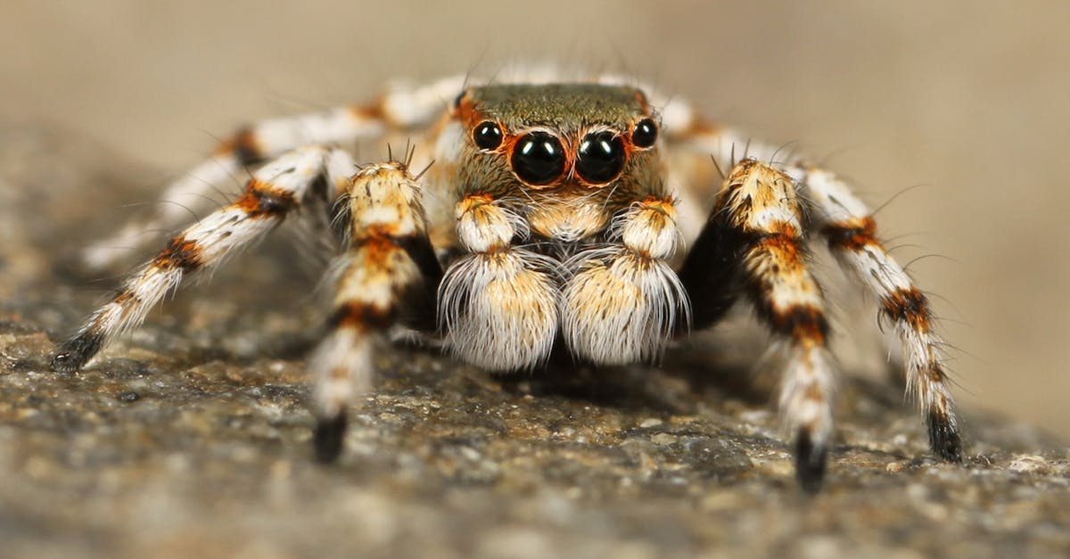 découvrez le monde fascinant des araignées : leurs habitats, leurs comportements et leur rôle essentiel dans l'écosystème. apprenez à les reconnaître et à les respecter.