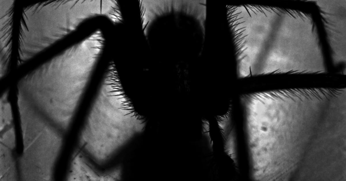 découvrez le monde fascinant des araignées : leur diversité, leurs habitudes, et leur rôle crucial dans l'écosystème. plongez dans l'univers des arachnides et apprenez à mieux les connaître.