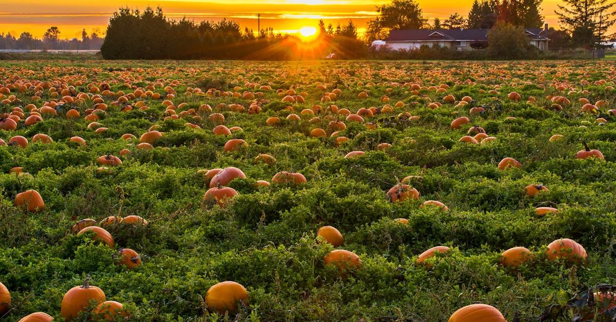découvrez notre recette de potiron farci, un plat savoureux et réconfortant, parfait pour les repas d'automne. garnissez votre courge de délicieuses ingrédients et savourez cette explosion de saveurs dans chaque bouchée.