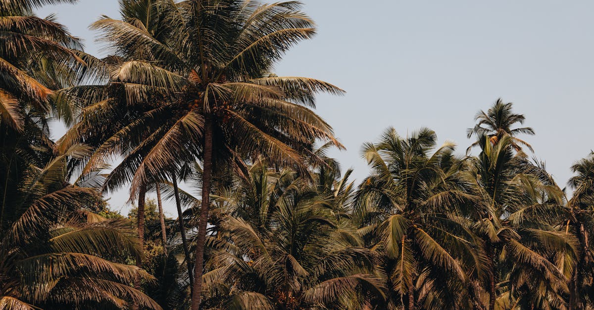 découvrez notre sélection de plantes tropicales exotiques pour embellir votre intérieur. apportez une touche de verdure et de fraîcheur à votre décoration avec des variétés uniques et fascinantes qui s'épanouissent dans votre maison.