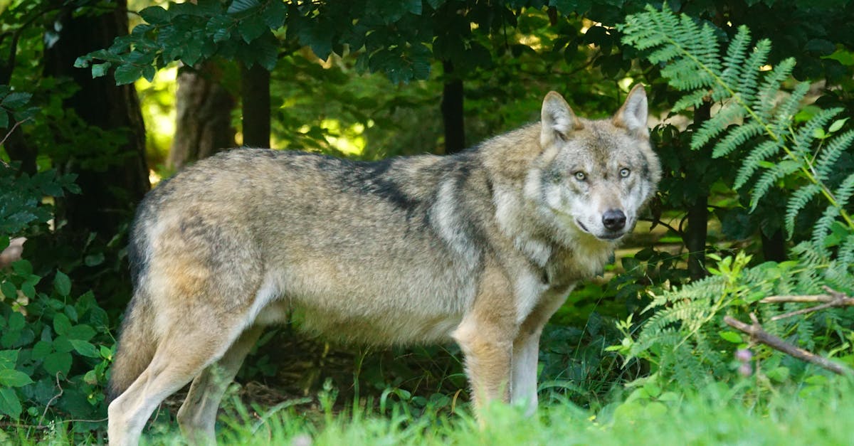 découvrez le wolf cut, la coupe tendance qui mélange les styles pour un look audacieux et moderne. parfait pour celles et ceux qui souhaitent une coiffure à la fois désordonnée et élégante, le wolf cut apporte volume et texture à vos cheveux. explorez nos conseils pour adopter ce style unique et mettre en valeur votre personnalité.