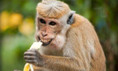 découvrez tout ce qu'il faut savoir sur l'allergie à la banane : symptômes, causes, traitement et conseils pour vivre sereinement avec cette allergie alimentaire.