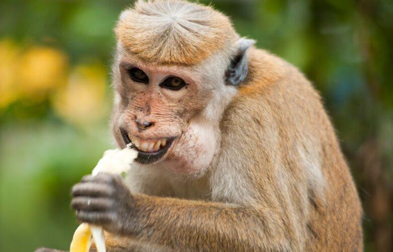 découvrez tout ce qu'il faut savoir sur l'allergie à la banane : symptômes, causes, traitement et conseils pour vivre sereinement avec cette allergie alimentaire.