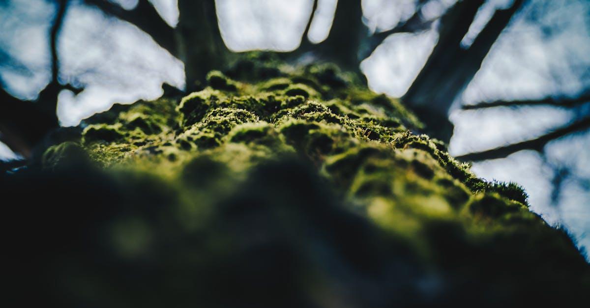 découvrez l'évolution à travers le temps, ses mécanismes, ses impacts sur les espèces et notre compréhension de la biodiversité. explorez comment les processus évolutifs façonnent notre monde et influencent l'avenir de la planète.