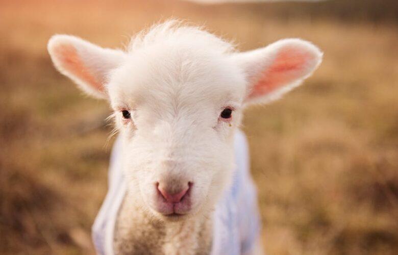 découvrez l'univers du mouton, un animal emblématique de l'agriculture. explorez ses caractéristiques, son élevage, et son importance dans la cuisine et la culture à travers le monde.