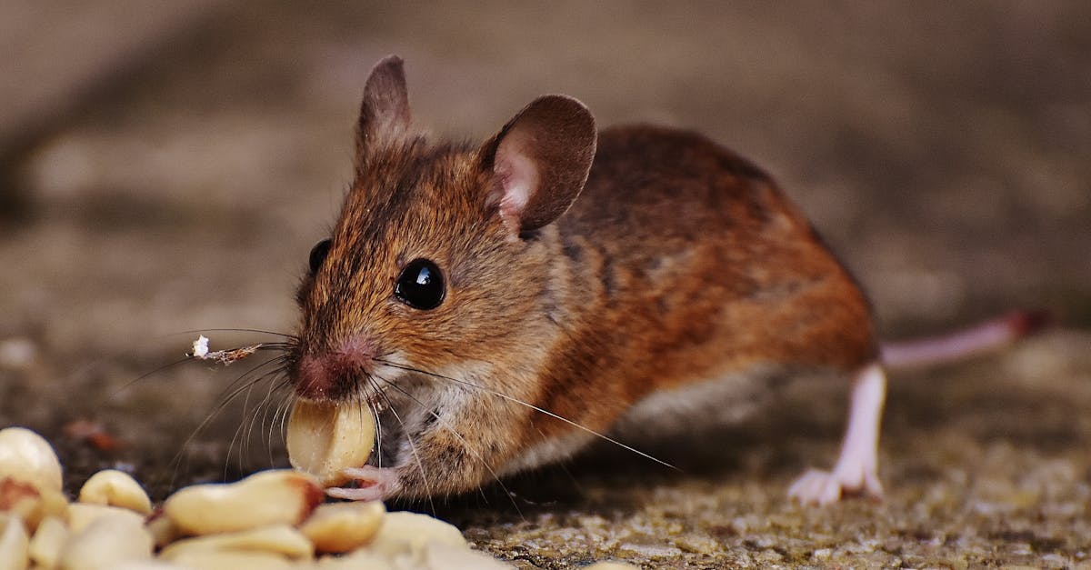 découvrez tout sur les rongeurs fascinants : les souris. apprenez leurs habitudes, leur habitat, et comment elles interagissent avec l'environnement. informez-vous sur leur rôle dans l'écosystème et les meilleures pratiques pour assurer cohabitation harmonieuse.