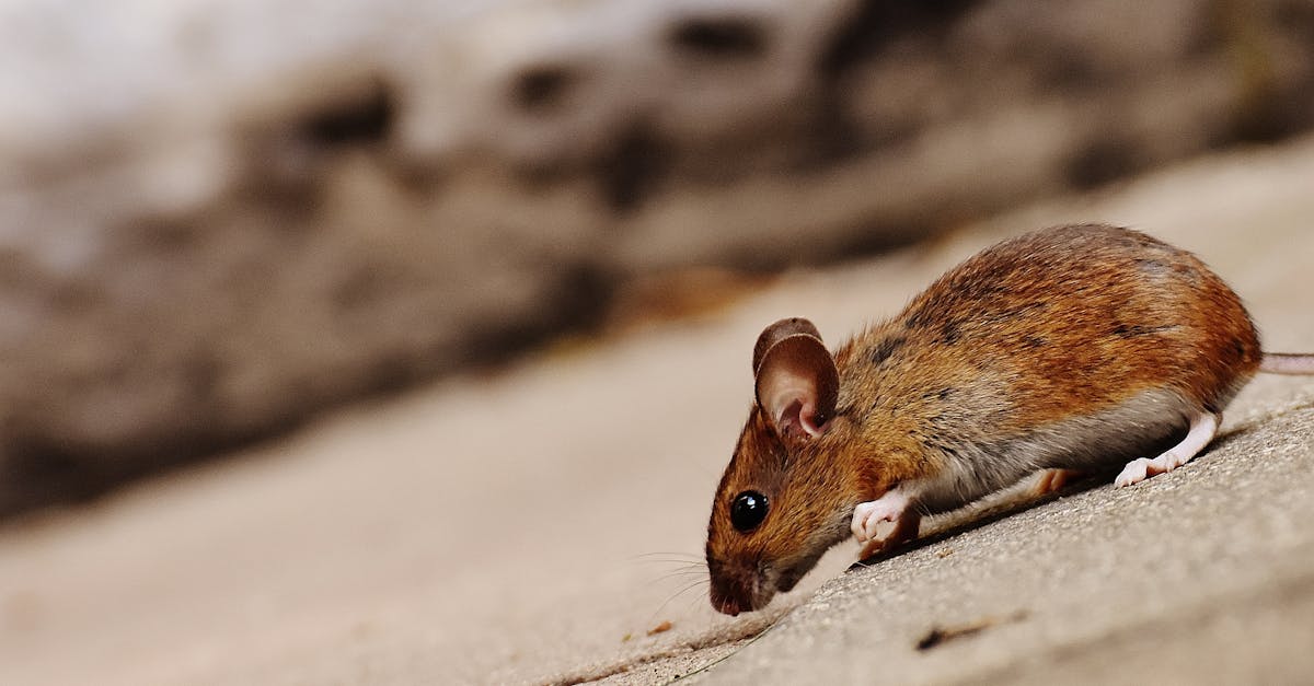 découvrez l'univers fascinant des souris (mice) : leurs habitats, comportements, et leur rôle essentiel dans l'écosystème. apprenez à connaître ces petites créatures malicieuses et leur impact sur notre environnement.