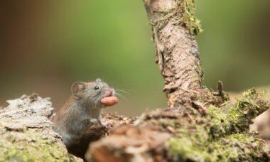 découvrez notre guide complet sur les souris : leur habitat, comportement, et conseils pour les apprivoiser. plongez dans l'univers fascinant de ces petits rongeurs, qu'ils soient domestiques ou sauvages.