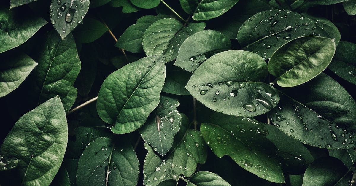 découvrez l'authenticité de la nature avec nos produits naturels. prenez soin de votre bien-être et de l'environnement grâce à des solutions saines et durables. adoptez un mode de vie plus vert et respectueux.