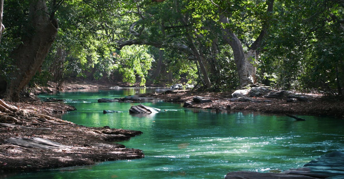 découvrez l'essence de la beauté naturelle avec nos conseils, astuces et inspirations. explorez des produits respectueux de l'environnement et des méthodes authentiques pour mettre en valeur votre éclat intérieur et extérieur.