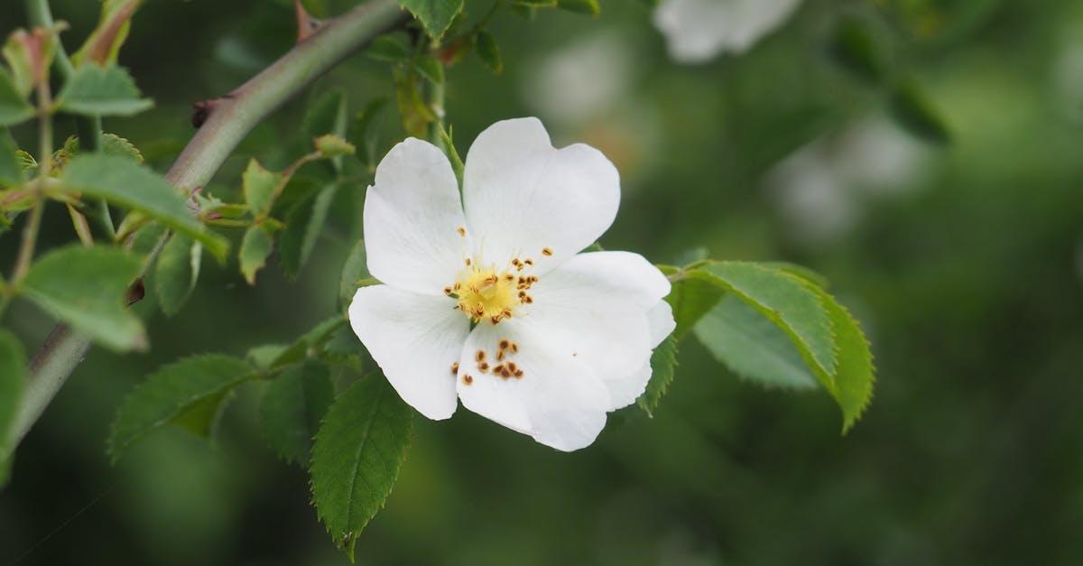 découvrez l'essence de la beauté naturelle avec nos conseils, astuces et produits pour sublimer votre éclat tout en respectant l'environnement. explorez des recettes de soins faits maison et embrassez votre beauté authentique.