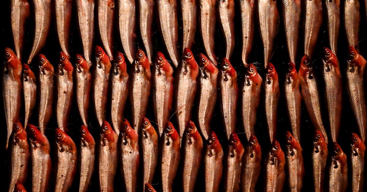 découvrez les bienfaits nutritionnels de la sardine, un poisson savoureux et riche en oméga-3. apprenez des recettes délicieuses et des conseils pour intégrer ce trésor de la mer dans votre alimentation quotidienne.