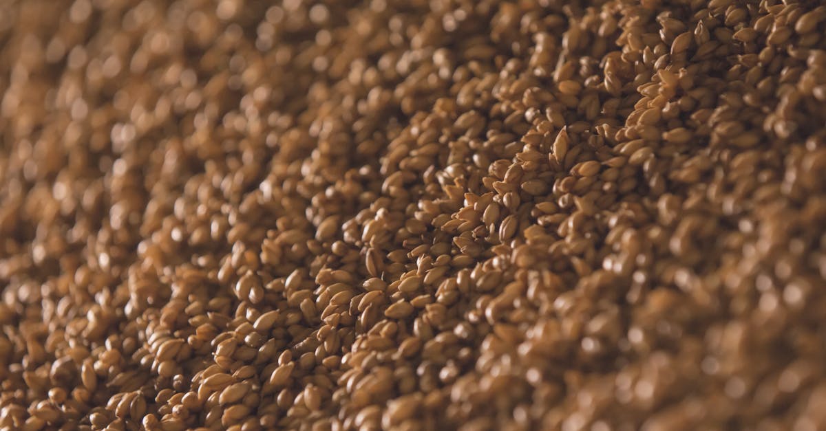 découvrez les bienfaits du riz brun pour la santé : riche en nutriments, en fibres et en antioxydants, il contribue à une alimentation équilibrée, favorise la digestion et aide à la gestion du poids. apprenez comment intégrer ce super-aliment dans vos repas quotidiennement.