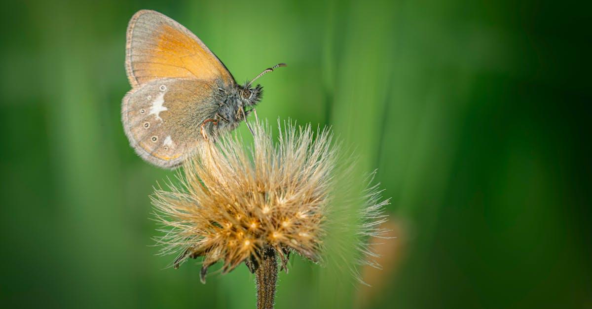 découvrez les tendances capillaires avec les franges papillon, une coiffure légère et moderne qui met en valeur votre visage. apprenez comment les adopter, les styles à essayer et les conseils d'entretien pour un look frais et stylé.