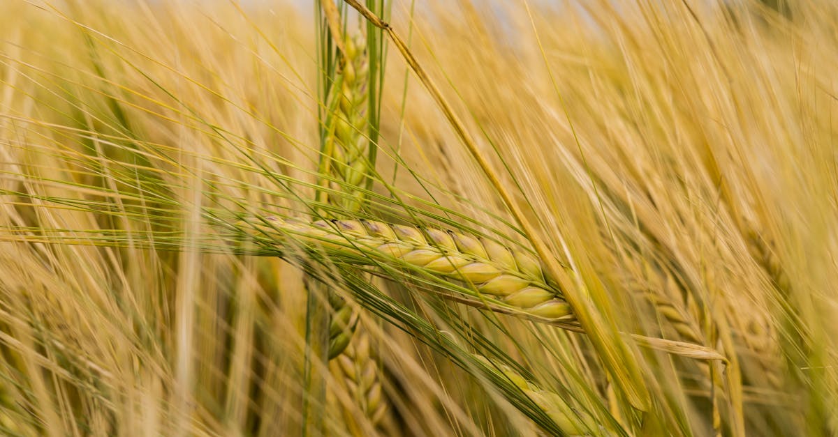 découvrez le monde des céréales : variétés nutritives, bienfaits pour la santé, conseils de consommation et recettes délicieuses pour intégrer ces aliments essentiels dans votre alimentation quotidienne.