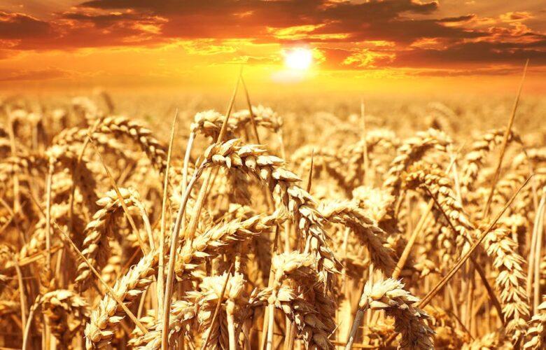 découvrez un monde varié et croustillant avec notre sélection de céréales. alliant goût et nutrition, nos produits sont parfaits pour un petit-déjeuner équilibré et délicieux. que vous soyez fan de céréales classiques ou de nouvelles saveurs, trouvez votre bonheur parmi notre gamme.
