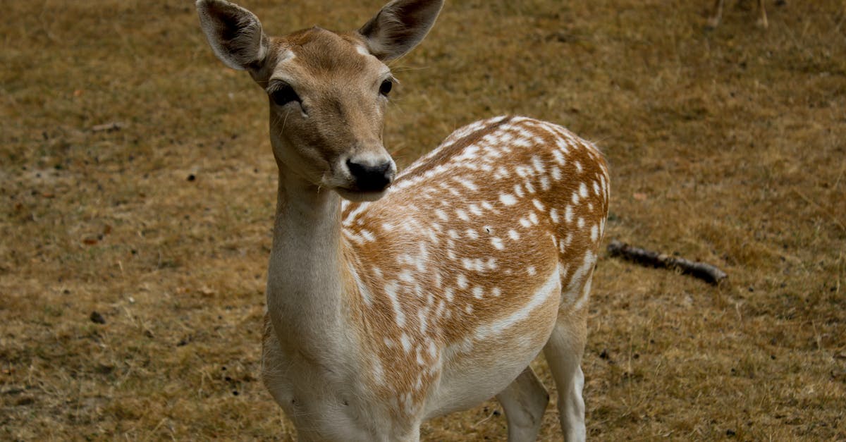 découvrez l'univers fascinant des yeux de biche, caractérisés par leur forme en amande et leur regard captivant. apprenez comment magnifier ce regard enchanteur grâce à des conseils de maquillage, des soins et des astuces pour sublimer votre beauté naturelle.