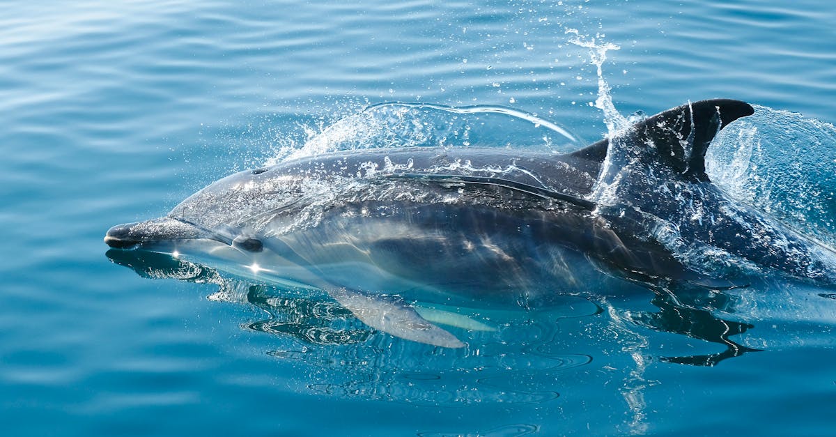 découvrez le monde fascinant des dauphins, ces créatures marines intelligentes et sociables. plongez dans leur habitat, apprenez leur comportement et explorez les efforts de conservation pour protéger ces animaux majestueux.