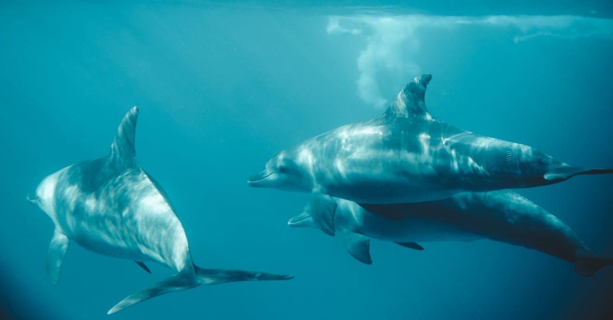 découvrez le monde fascinant des dauphins, ces créatures marines intelligentes et sociables. apprenez-en davantage sur leur habitat, leur comportement et les efforts de conservation pour protéger ces mammifères marins remarquables.
