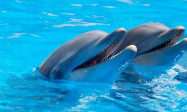 découvrez le monde fascinant des dauphins, ces créatures marines intelligentes et sociales. apprenez-en plus sur leurs comportements, leur habitat et leurs interactions avec les humains. plongez dans l'univers des dauphins et laissez-vous émerveiller par leur beauté et leur charme.