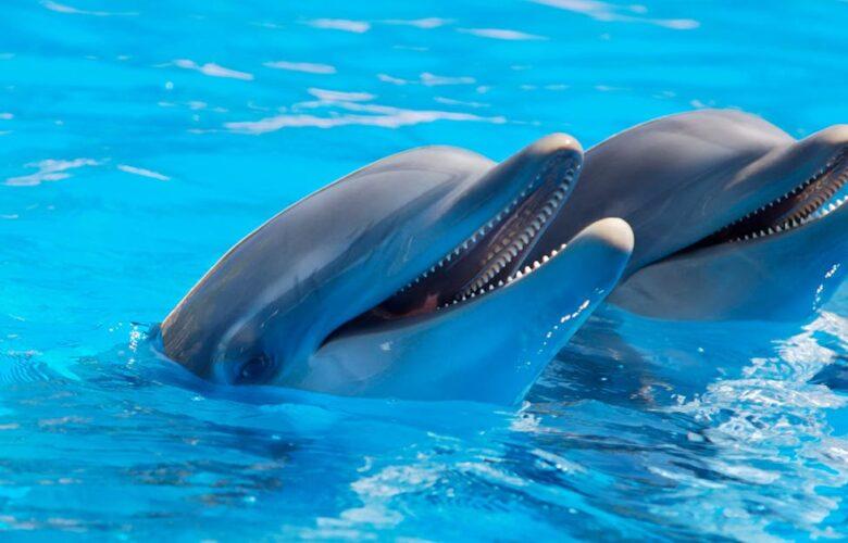 découvrez le monde fascinant des dauphins, ces créatures marines intelligentes et sociales. apprenez-en plus sur leurs comportements, leur habitat et leurs interactions avec les humains. plongez dans l'univers des dauphins et laissez-vous émerveiller par leur beauté et leur charme.