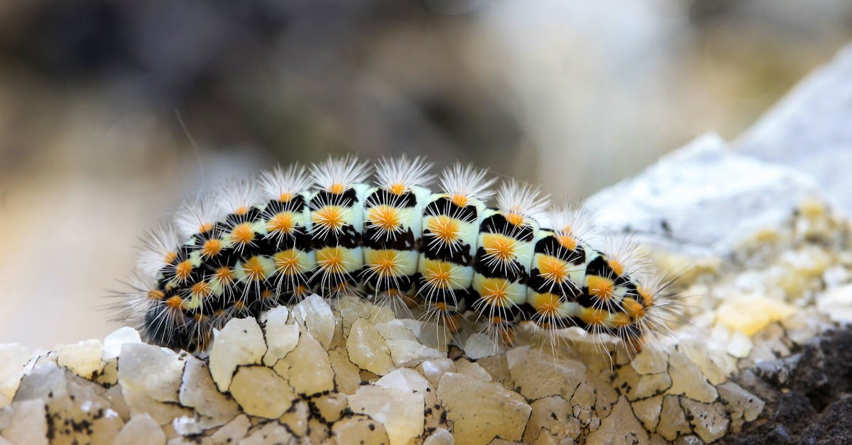 découvrez le fascinant parcours de l'évolution, un processus complexe qui façonne la diversité des espèces sur terre. plongez dans les théories, les découvertes scientifiques et les étapes clés qui expliquent comment la vie s'est adaptée et a évolué au fil des millénaires.