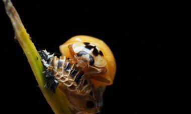 découvrez comment l'évolution façonne le monde qui nous entoure, de la transformation des espèces à l'adaptation des écosystèmes. explorez les mécanismes de la sélection naturelle et les innovations biologiques qui permettent à la vie de prospérer.
