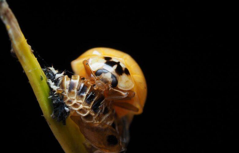 découvrez comment l'évolution façonne le monde qui nous entoure, de la transformation des espèces à l'adaptation des écosystèmes. explorez les mécanismes de la sélection naturelle et les innovations biologiques qui permettent à la vie de prospérer.