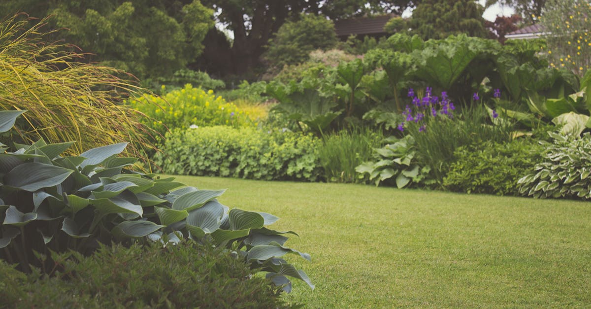 découvrez l'art du jardinage : astuces, conseils et inspirations pour transformer votre espace extérieur en un havre de paix verdoyant. apprenez à cultiver vos plantes favorites et à créer un jardin qui vous ressemble.