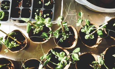 découvrez l'art du jardinage et apprenez à cultiver vos propres plantes et fleurs. que vous soyez débutant ou passionné, trouvez des conseils, des astuces et des inspirations pour créer un jardin épanouissant et durable.
