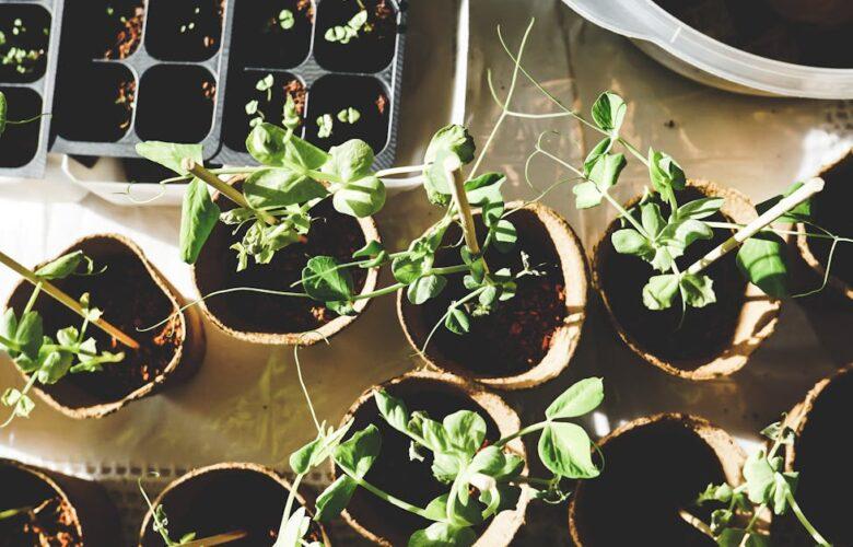 découvrez l'art du jardinage et apprenez à cultiver vos propres plantes et fleurs. que vous soyez débutant ou passionné, trouvez des conseils, des astuces et des inspirations pour créer un jardin épanouissant et durable.