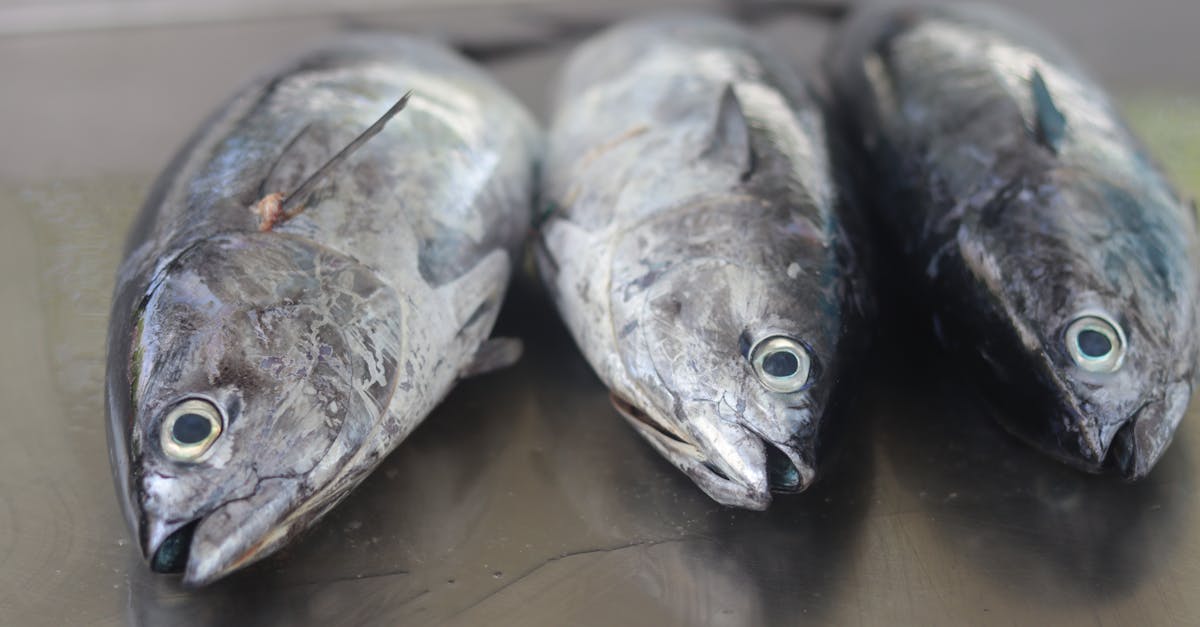 découvrez le maquereau, un poisson riche en oméga-3 et en saveurs. apprenez comment l'intégrer dans vos plats pour une cuisine saine et savoureuse. recettes, conseils de cuisson et bienfaits nutritionnels vous attendent.