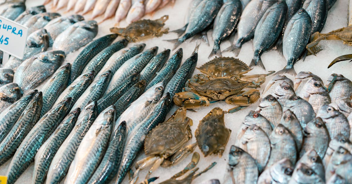 découvrez le maquereau, un poisson savoureux riche en oméga-3, idéal pour des recettes saines et délicieuses. apprenez tout sur ses bienfaits, ses modes de préparation et des idées de plats pour ravir vos papilles.