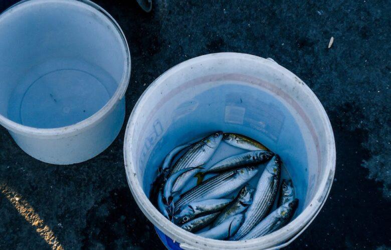 découvrez le maquereau, un poisson savoureux et polyvalent, idéal pour vos plats en famille ou entre amis. apprenez ses bienfaits nutritionnels, des recettes faciles à préparer et des astuces pour bien le cuisiner.