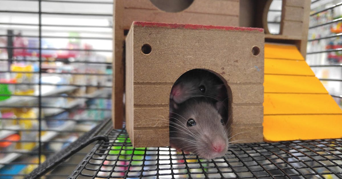 découvrez l'univers fascinant des rongeurs avec notre guide complet sur les souris. apprenez tout sur leurs habitudes, leur habitat et comment en prendre soin.