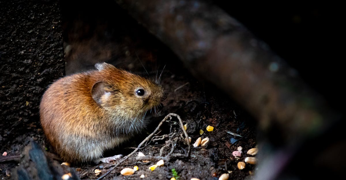 découvrez tout sur les rongeurs fascinants que sont les souris : leur habitat, leurs comportements, et comment les garder comme animaux de compagnie. plongez dans l'univers des mice et apprenez à les connaître sous toutes leurs formes.