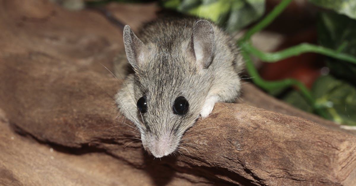 découvrez l'univers fascinant des souris : leurs comportements, habitats et interactions avec l'homme. apprenez tout sur ces rongeurs endémiques, leurs rôles dans l'écosystème et comment les mieux comprendre et cohabiter avec eux.