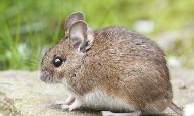 découvrez tout sur les souris : leurs comportements, habitats, alimentations et rôles dans l'écosystème. plongez dans l'univers fascinant de ces petits rongeurs, souvent méconnus.