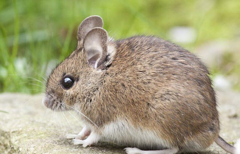 découvrez tout sur les souris : leurs comportements, habitats, alimentations et rôles dans l'écosystème. plongez dans l'univers fascinant de ces petits rongeurs, souvent méconnus.
